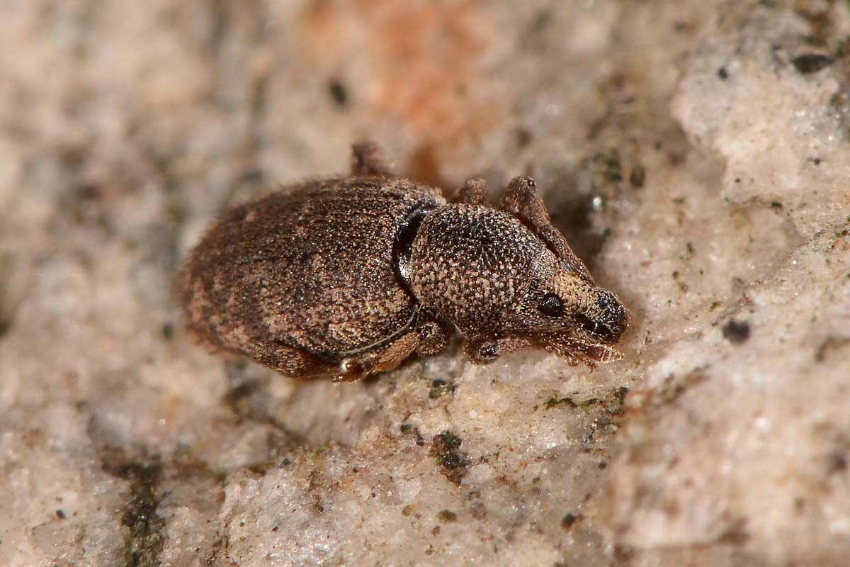 Otiorhynchus cf. singularis - Curculionidae